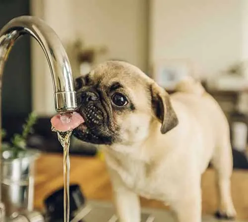 Cách Chụp Chân Dung Thú Cưng Tuyệt Đẹp Bằng Điện Thoại 